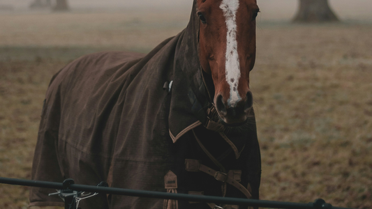How to wash and reproof a horse rug in one cycle