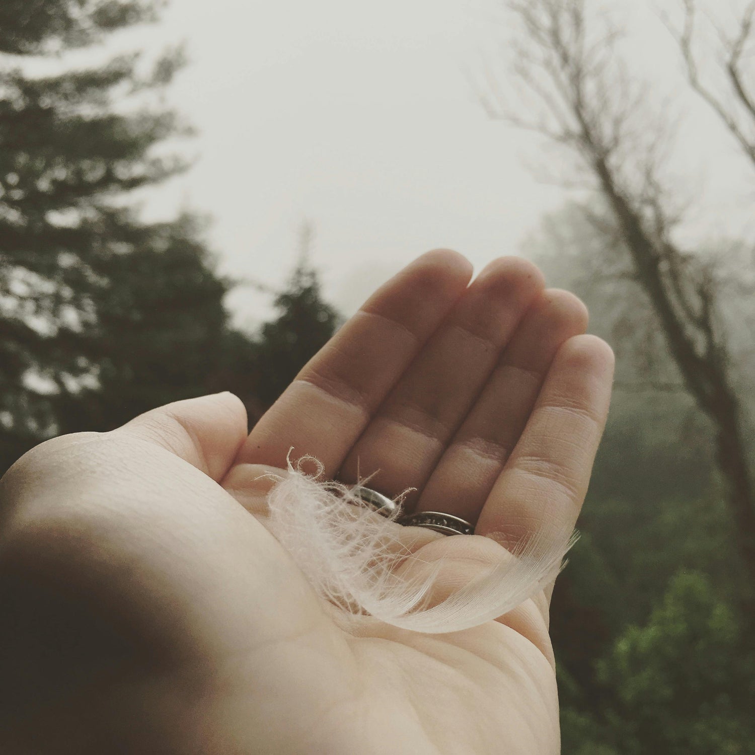 Hand holding a down feather with a blurred natural background - down wash detergent
